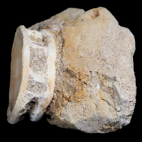 37MM Otodus Obliquus Shark Vertebrae Fossil Bone In Matrix Morocco COA - Fossil Age Minerals
