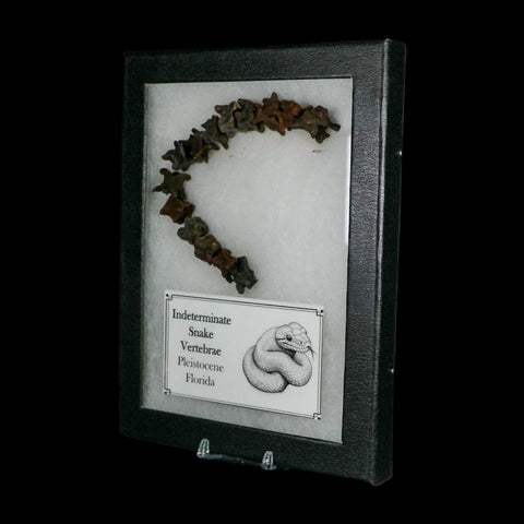7.7" Indeterminate Snake Vertebrae Fossil Bones Pleistocene Age Florida - Fossil Age Minerals