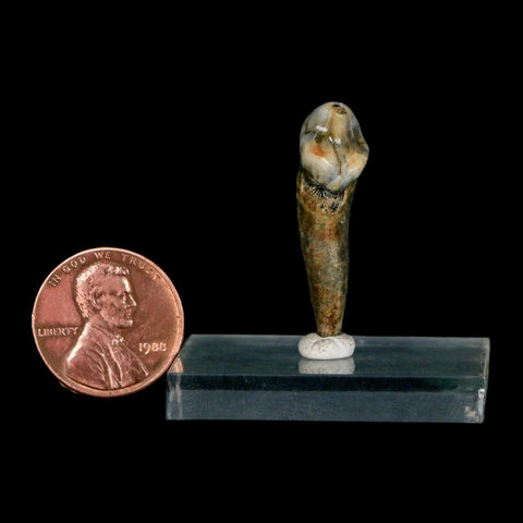 1.2" Extinct Cave Bear Ursus Spelaeus Incisor Tooth Rooted Pleistocene Age COA, Stand