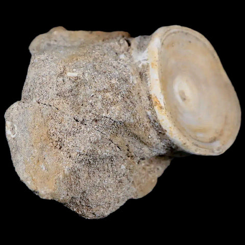 37MM Otodus Obliquus Shark Vertebrae Fossil Bone In Matrix Morocco COA - Fossil Age Minerals
