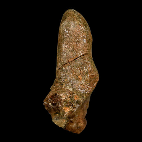 2.5" Pachycephalosaurus Dinosaur Skull Spike Knob Fossil Lance Creek FM WY COA - Fossil Age Minerals