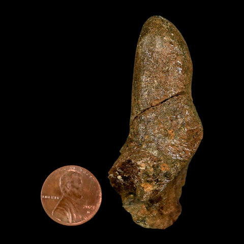 2.5" Pachycephalosaurus Dinosaur Skull Spike Knob Fossil Lance Creek FM WY COA - Fossil Age Minerals