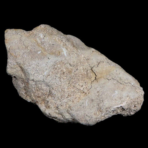 37MM Otodus Obliquus Shark Vertebrae Fossil Bone In Matrix Morocco COA - Fossil Age Minerals