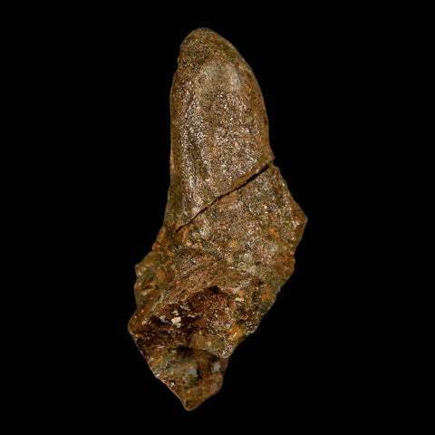 2.5" Pachycephalosaurus Dinosaur Skull Spike Knob Fossil Lance Creek FM WY COA - Fossil Age Minerals