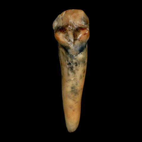 1.2" Extinct Cave Bear Ursus Spelaeus Incisor Tooth Rooted Pleistocene Age COA, Stand