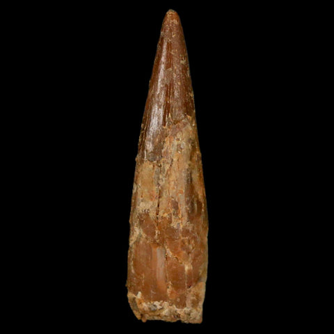 1.2" Pterosaur Coloborhynchus Fossil Tooth Upper Cretaceous Morocco COA, Display - Fossil Age Minerals