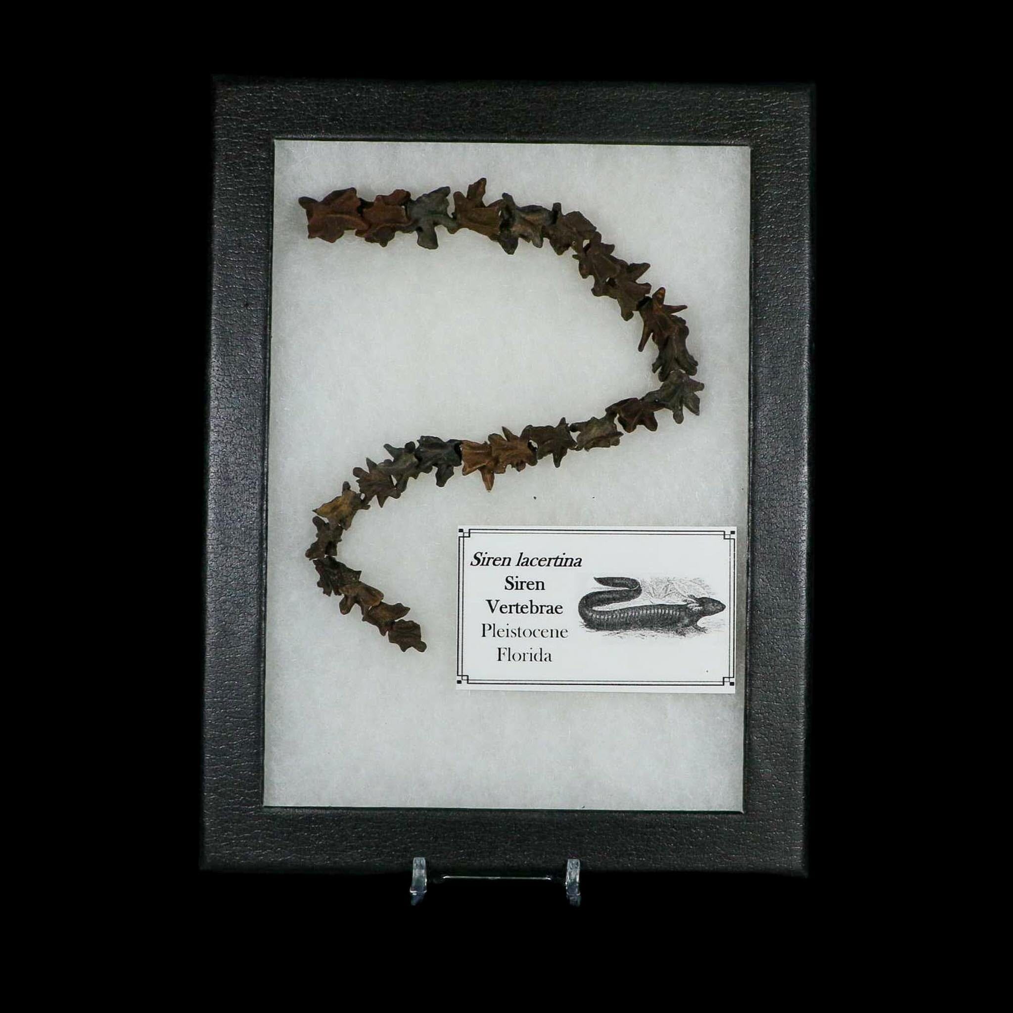 11" Siren Lacertina Vertebrae Fossil Bones Aquatic Salamander Pleistocene Age Florida - Fossil Age Minerals