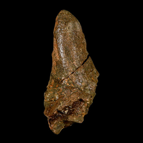 2.5" Pachycephalosaurus Dinosaur Skull Spike Knob Fossil Lance Creek FM WY COA - Fossil Age Minerals