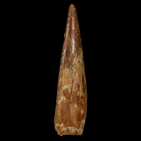 1.2" Pterosaur Coloborhynchus Fossil Tooth Upper Cretaceous Morocco COA, Display - Fossil Age Minerals