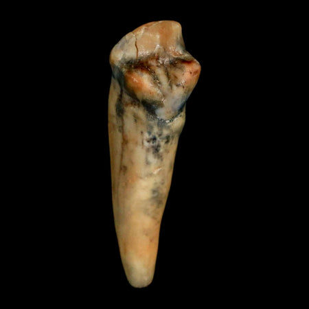 1.2" Extinct Cave Bear Ursus Spelaeus Incisor Tooth Rooted Pleistocene Age COA, Stand