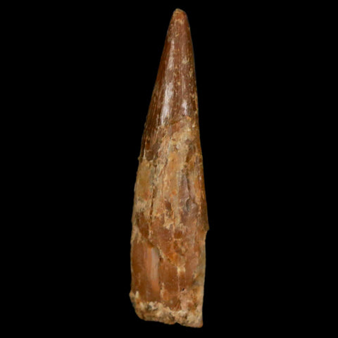 1.2" Pterosaur Coloborhynchus Fossil Tooth Upper Cretaceous Morocco COA, Display - Fossil Age Minerals