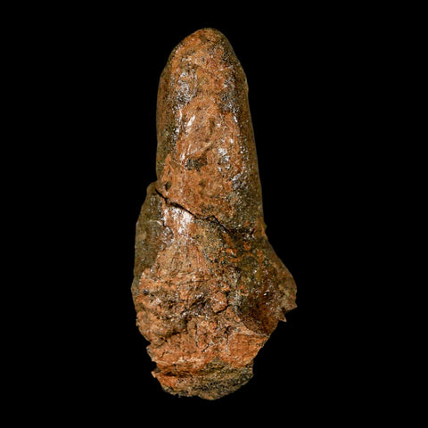 2.5" Pachycephalosaurus Dinosaur Skull Spike Knob Fossil Lance Creek FM WY COA - Fossil Age Minerals