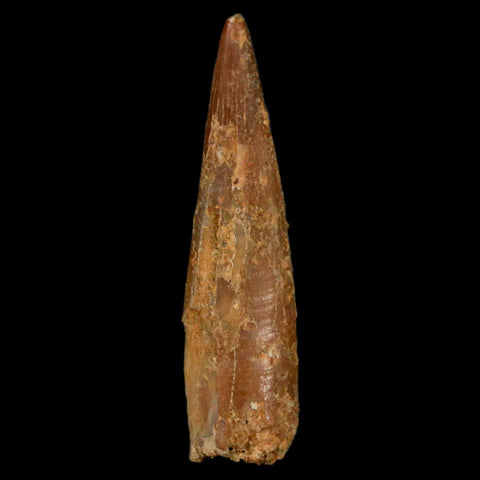 1.2" Pterosaur Coloborhynchus Fossil Tooth Upper Cretaceous Morocco COA, Display - Fossil Age Minerals