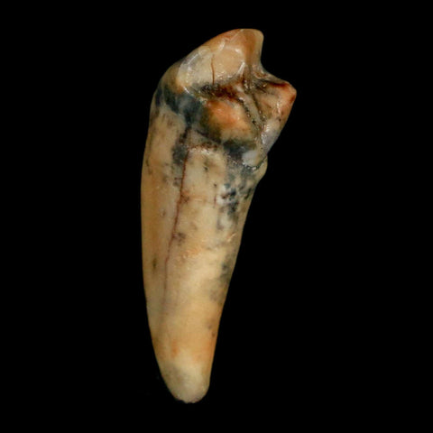 1.2" Extinct Cave Bear Ursus Spelaeus Incisor Tooth Rooted Pleistocene Age COA, Stand