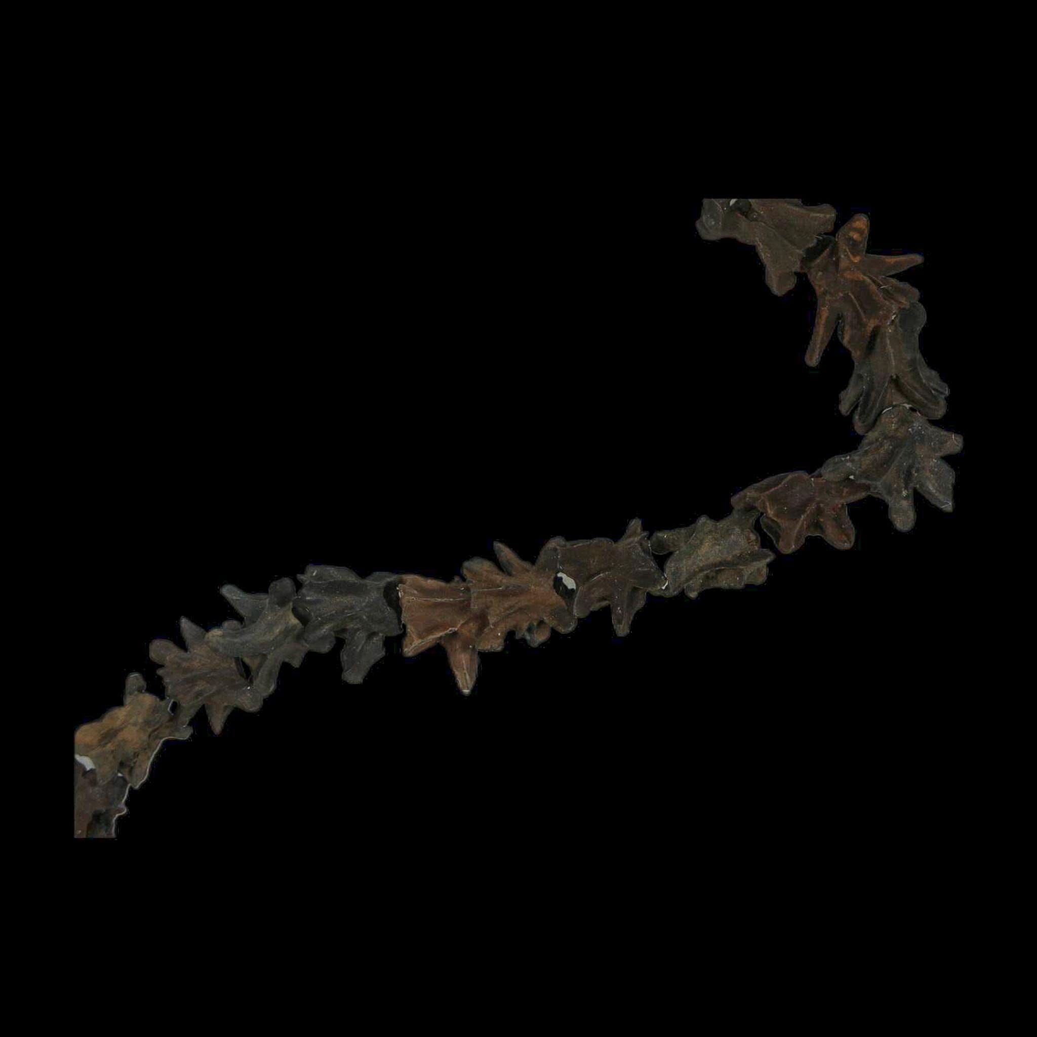 11" Siren Lacertina Vertebrae Fossil Bones Aquatic Salamander Pleistocene Age Florida - Fossil Age Minerals