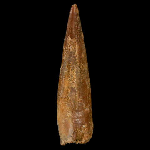 1.2" Pterosaur Coloborhynchus Fossil Tooth Upper Cretaceous Morocco COA, Display - Fossil Age Minerals
