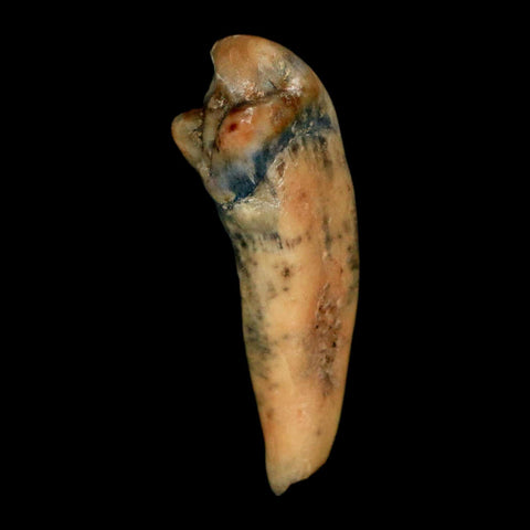 1.2" Extinct Cave Bear Ursus Spelaeus Incisor Tooth Rooted Pleistocene Age COA, Stand