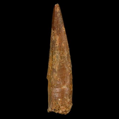 1.2" Pterosaur Coloborhynchus Fossil Tooth Upper Cretaceous Morocco COA, Display - Fossil Age Minerals