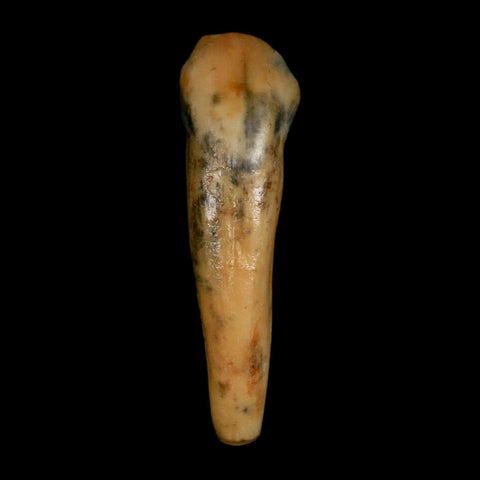 1.2" Extinct Cave Bear Ursus Spelaeus Incisor Tooth Rooted Pleistocene Age COA, Stand