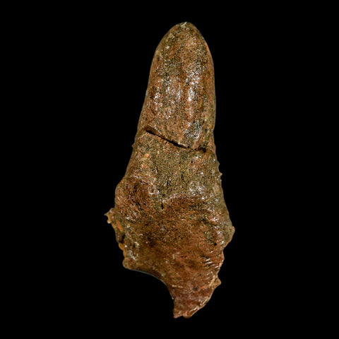 2.5" Pachycephalosaurus Dinosaur Skull Spike Knob Fossil Lance Creek FM WY COA - Fossil Age Minerals