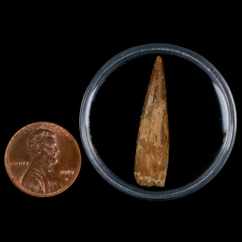 1.2" Pterosaur Coloborhynchus Fossil Tooth Upper Cretaceous Morocco COA, Display - Fossil Age Minerals