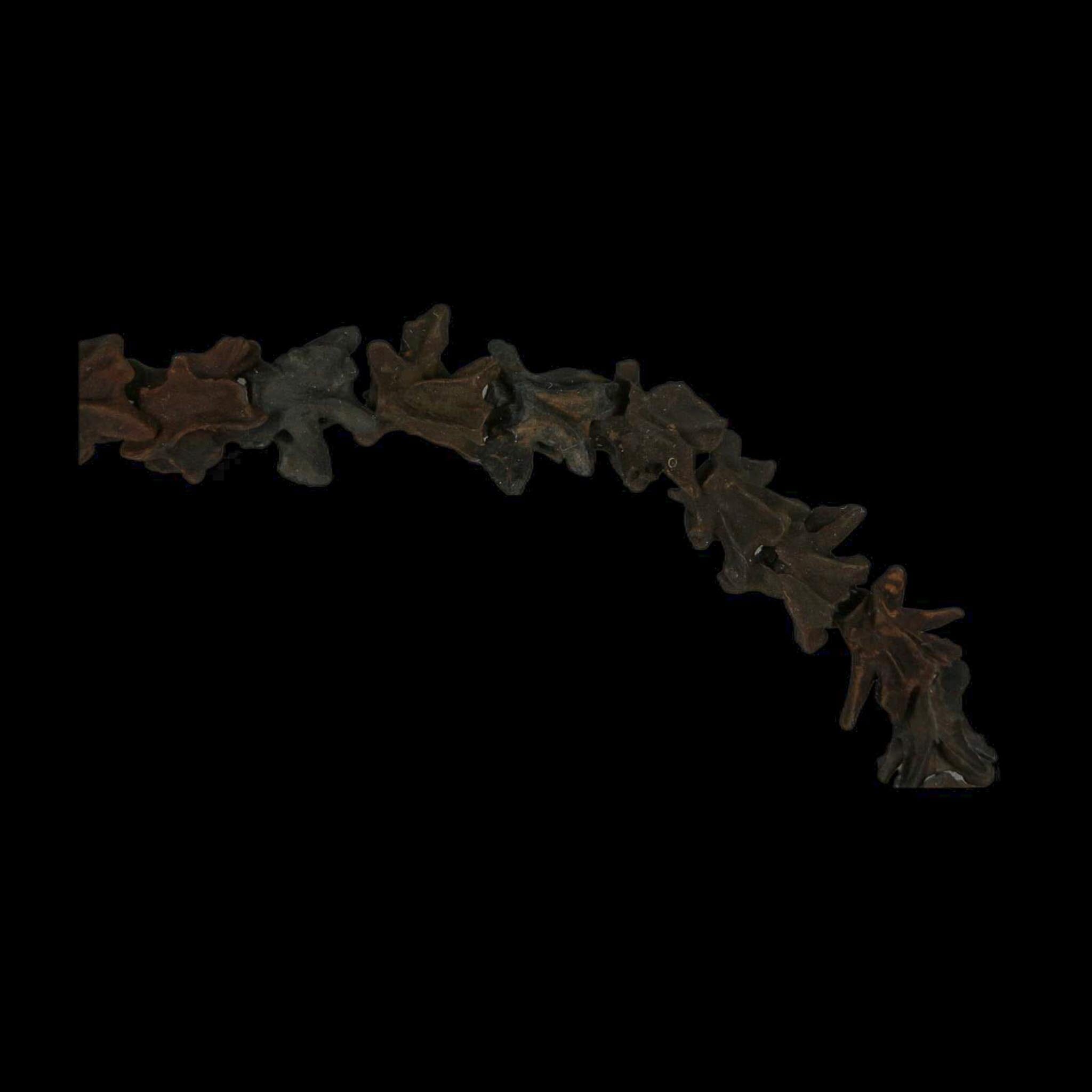 11" Siren Lacertina Vertebrae Fossil Bones Aquatic Salamander Pleistocene Age Florida - Fossil Age Minerals