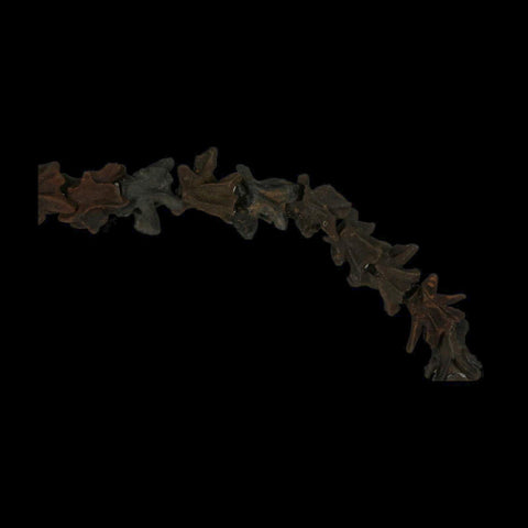 11" Siren Lacertina Vertebrae Fossil Bones Aquatic Salamander Pleistocene Age Florida - Fossil Age Minerals