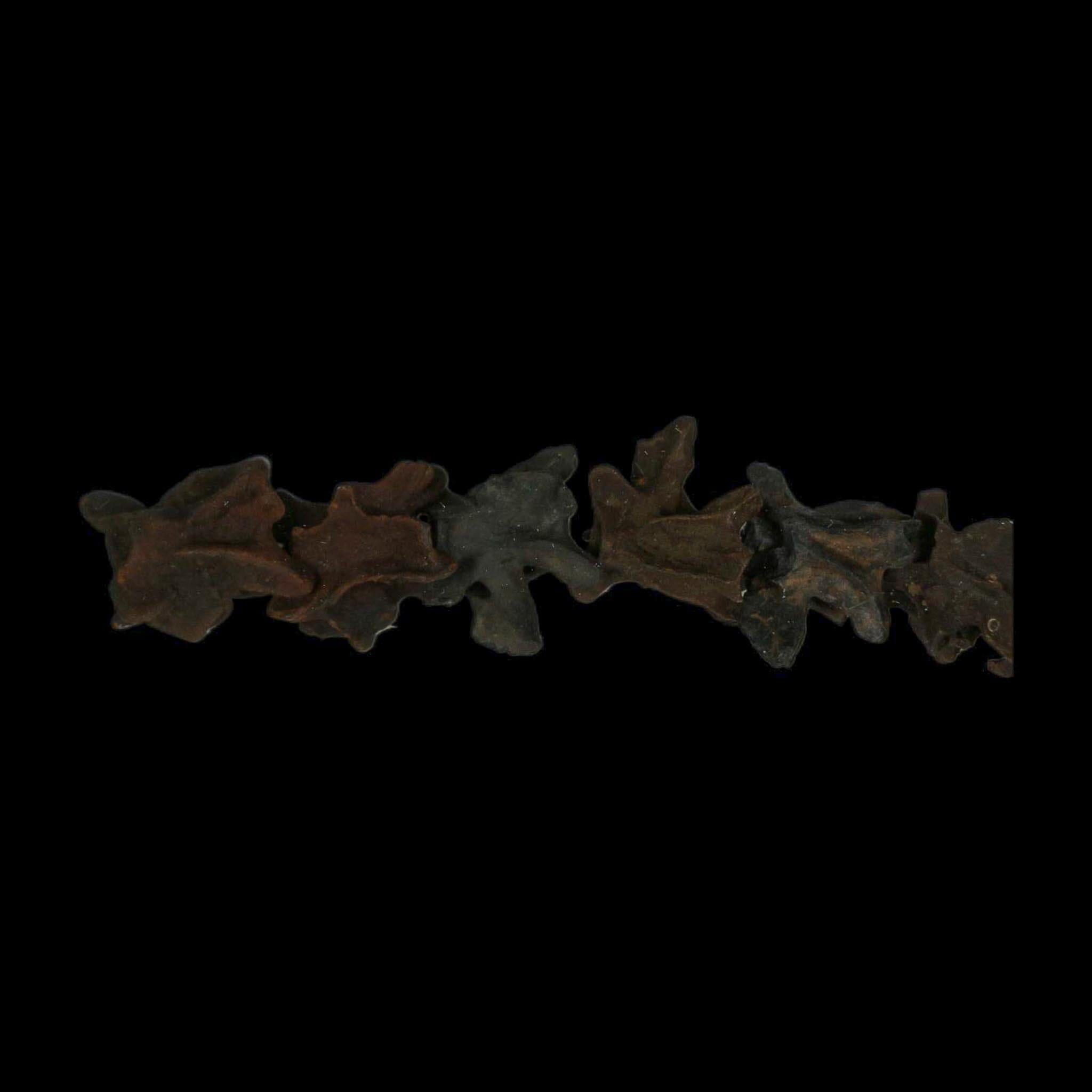11" Siren Lacertina Vertebrae Fossil Bones Aquatic Salamander Pleistocene Age Florida - Fossil Age Minerals