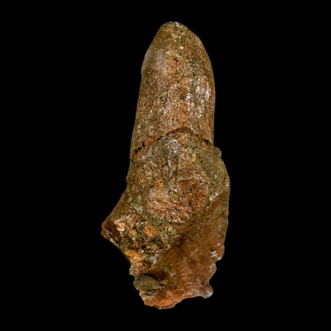 2.5" Pachycephalosaurus Dinosaur Skull Spike Knob Fossil Lance Creek FM WY COA - Fossil Age Minerals