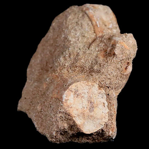 49MM Otodus Obliquus Shark Vertebrae Fossil Bone In Matrix Morocco COA - Fossil Age Minerals
