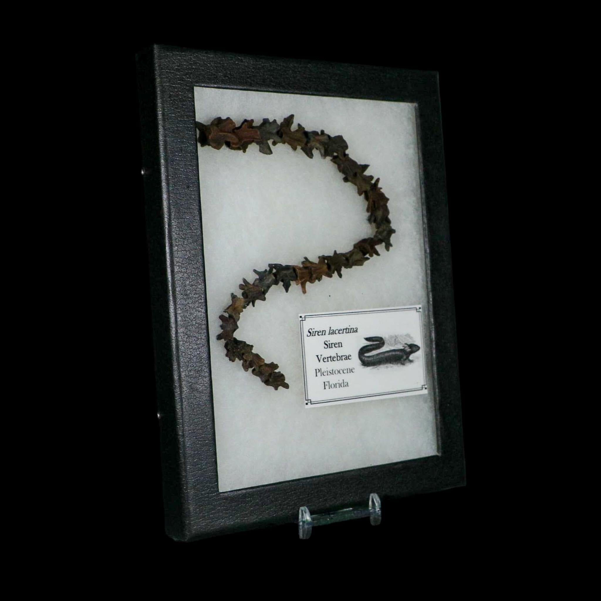 11" Siren Lacertina Vertebrae Fossil Bones Aquatic Salamander Pleistocene Age Florida - Fossil Age Minerals