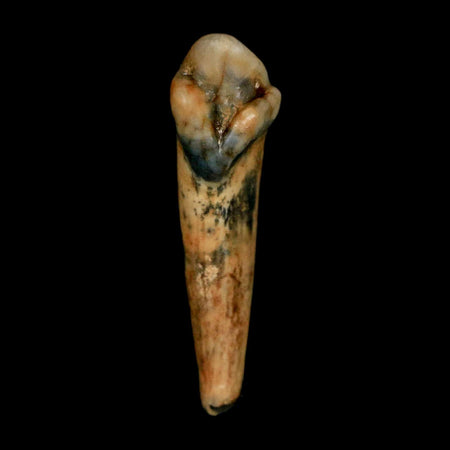 1.2" Extinct Cave Bear Ursus Spelaeus Incisor Tooth Rooted Pleistocene Age COA, Stand