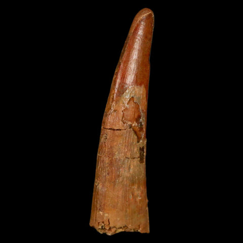 1.4" Pterosaur Coloborhynchus Fossil Tooth Upper Cretaceous Morocco COA, Display - Fossil Age Minerals