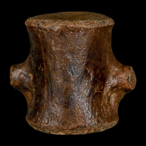 1.2" Champsosaurus Gigas Reptile Fossil Vertebrae Cretaceous Hell Creek FM MT COA - Fossil Age Minerals
