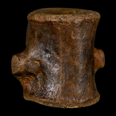 1.2" Champsosaurus Gigas Reptile Fossil Vertebrae Cretaceous Hell Creek FM MT COA - Fossil Age Minerals