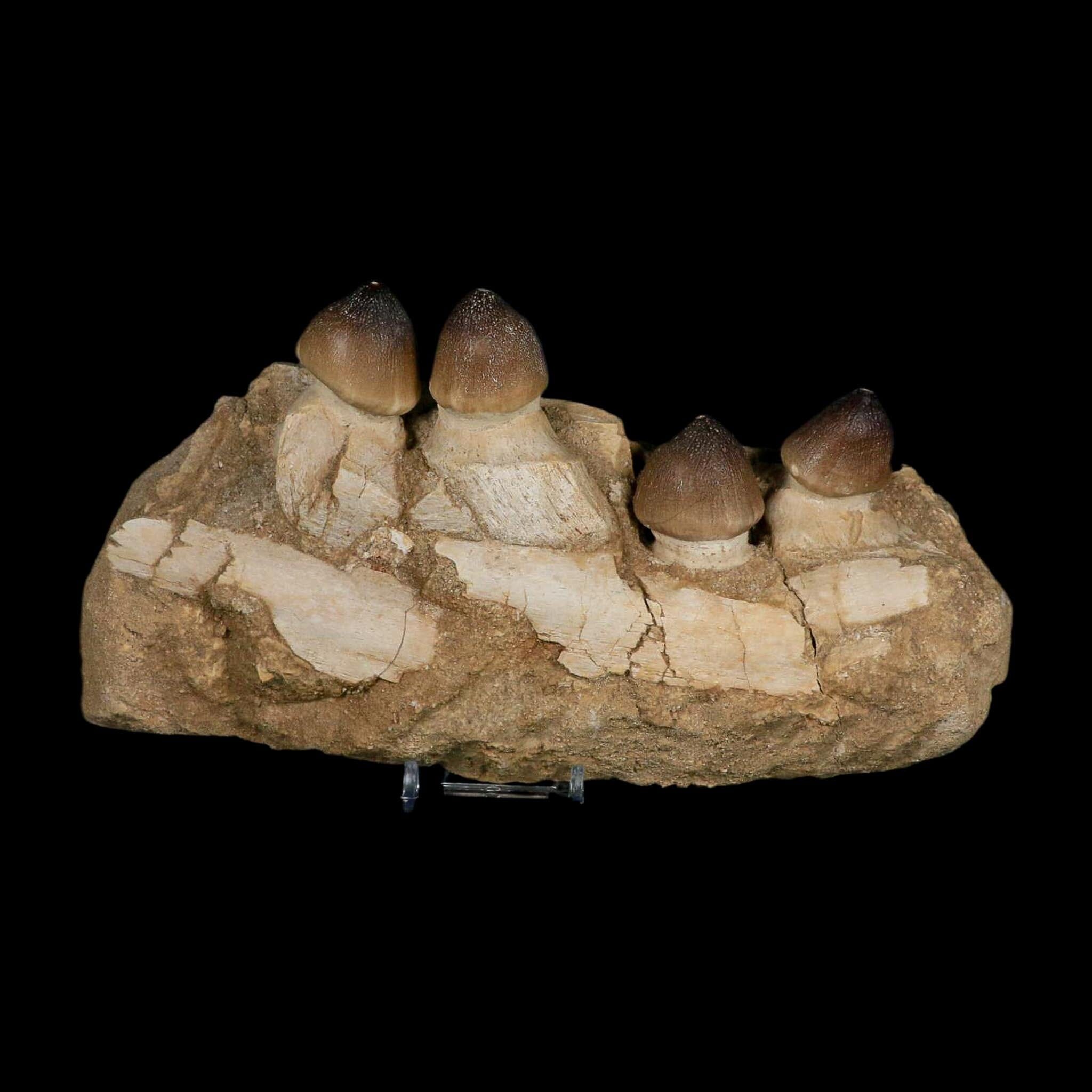 9" Globidens Mosasaur Fossil Tooth Jaw Section Cretaceous Dinosaur Era COA Stand - Fossil Age Minerals