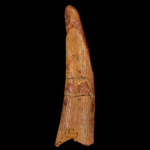 1.4" Pterosaur Coloborhynchus Fossil Tooth Upper Cretaceous Morocco COA, Display - Fossil Age Minerals