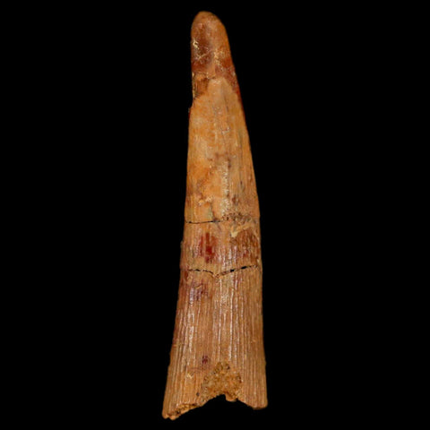 1.4" Pterosaur Coloborhynchus Fossil Tooth Upper Cretaceous Morocco COA, Display - Fossil Age Minerals