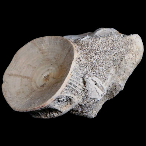 49MM Otodus Obliquus Shark Vertebrae Fossil Bone In Matrix Morocco COA - Fossil Age Minerals