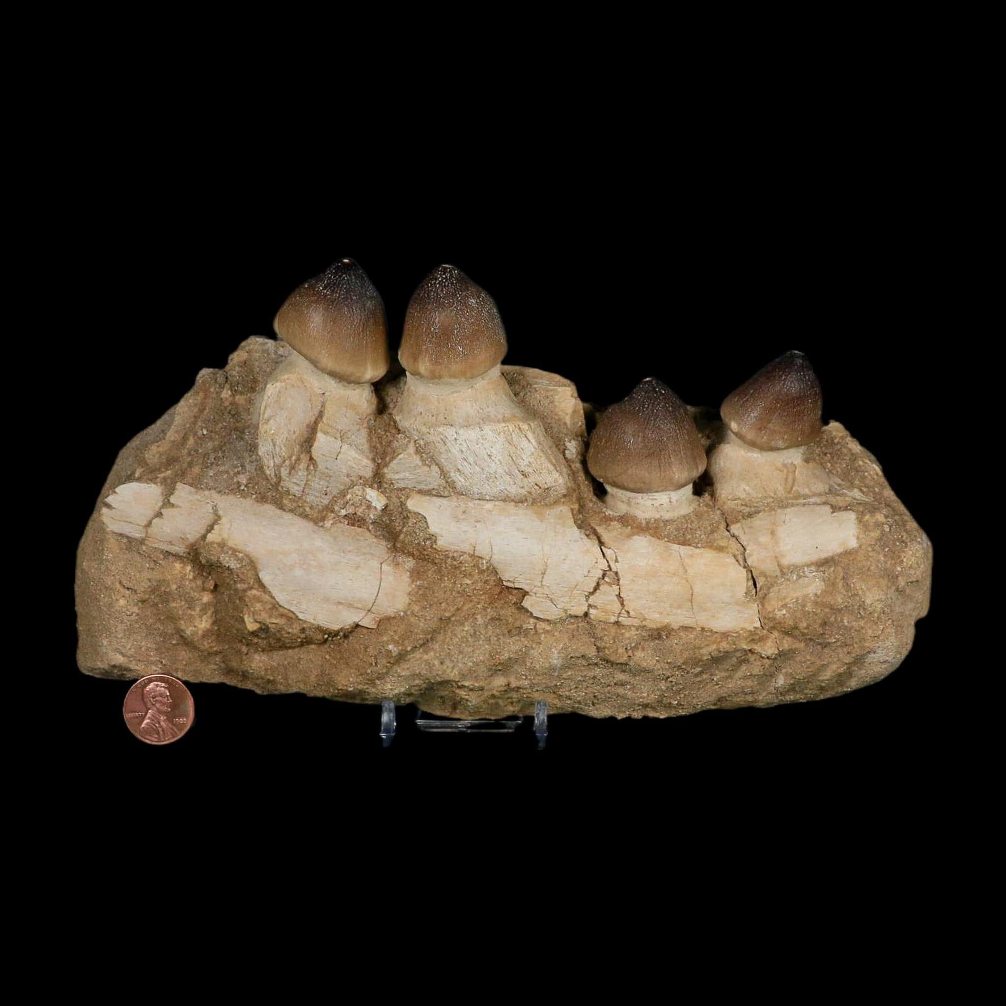 9" Globidens Mosasaur Fossil Tooth Jaw Section Cretaceous Dinosaur Era COA Stand - Fossil Age Minerals