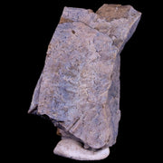 1.5" Tyrannosaurus Rex Fossil Bone Section Dinosaur Lance Creek FM Wyoming COA
