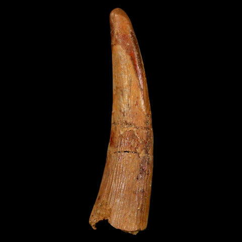 1.4" Pterosaur Coloborhynchus Fossil Tooth Upper Cretaceous Morocco COA, Display - Fossil Age Minerals