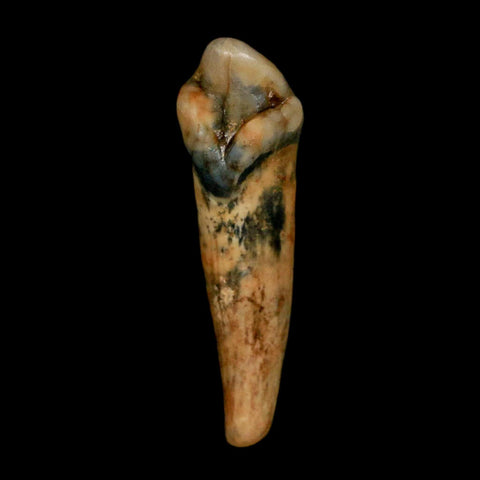 1.2" Extinct Cave Bear Ursus Spelaeus Incisor Tooth Rooted Pleistocene Age COA, Stand