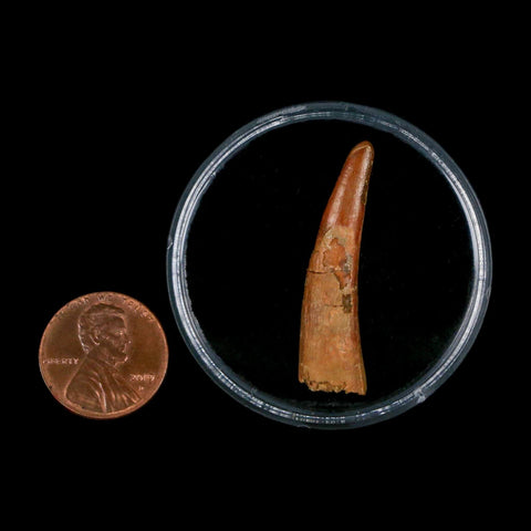 1.4" Pterosaur Coloborhynchus Fossil Tooth Upper Cretaceous Morocco COA, Display - Fossil Age Minerals
