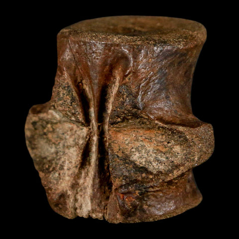 1.2" Champsosaurus Gigas Reptile Fossil Vertebrae Cretaceous Hell Creek FM MT COA - Fossil Age Minerals