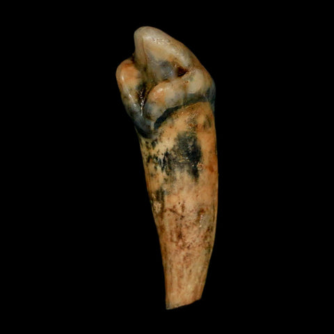 1.2" Extinct Cave Bear Ursus Spelaeus Incisor Tooth Rooted Pleistocene Age COA, Stand