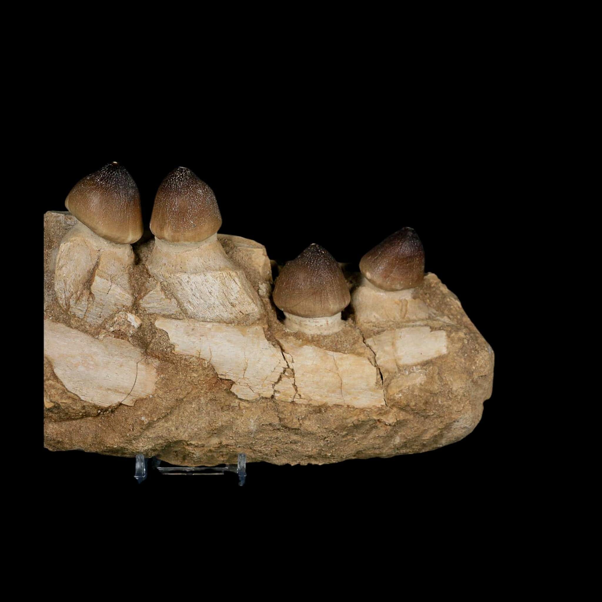 9" Globidens Mosasaur Fossil Tooth Jaw Section Cretaceous Dinosaur Era COA Stand - Fossil Age Minerals