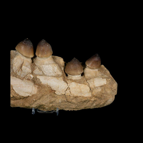 9" Globidens Mosasaur Fossil Tooth Jaw Section Cretaceous Dinosaur Era COA Stand - Fossil Age Minerals