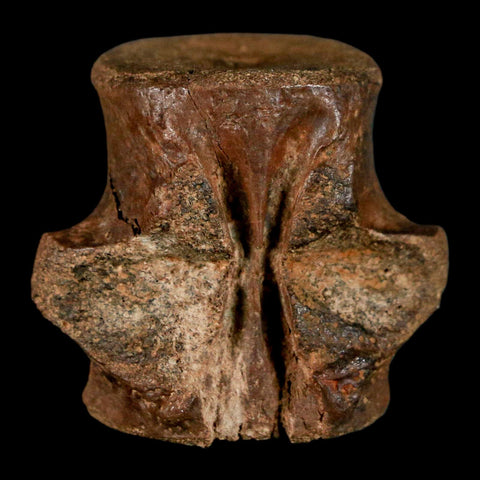 1.2" Champsosaurus Gigas Reptile Fossil Vertebrae Cretaceous Hell Creek FM MT COA - Fossil Age Minerals