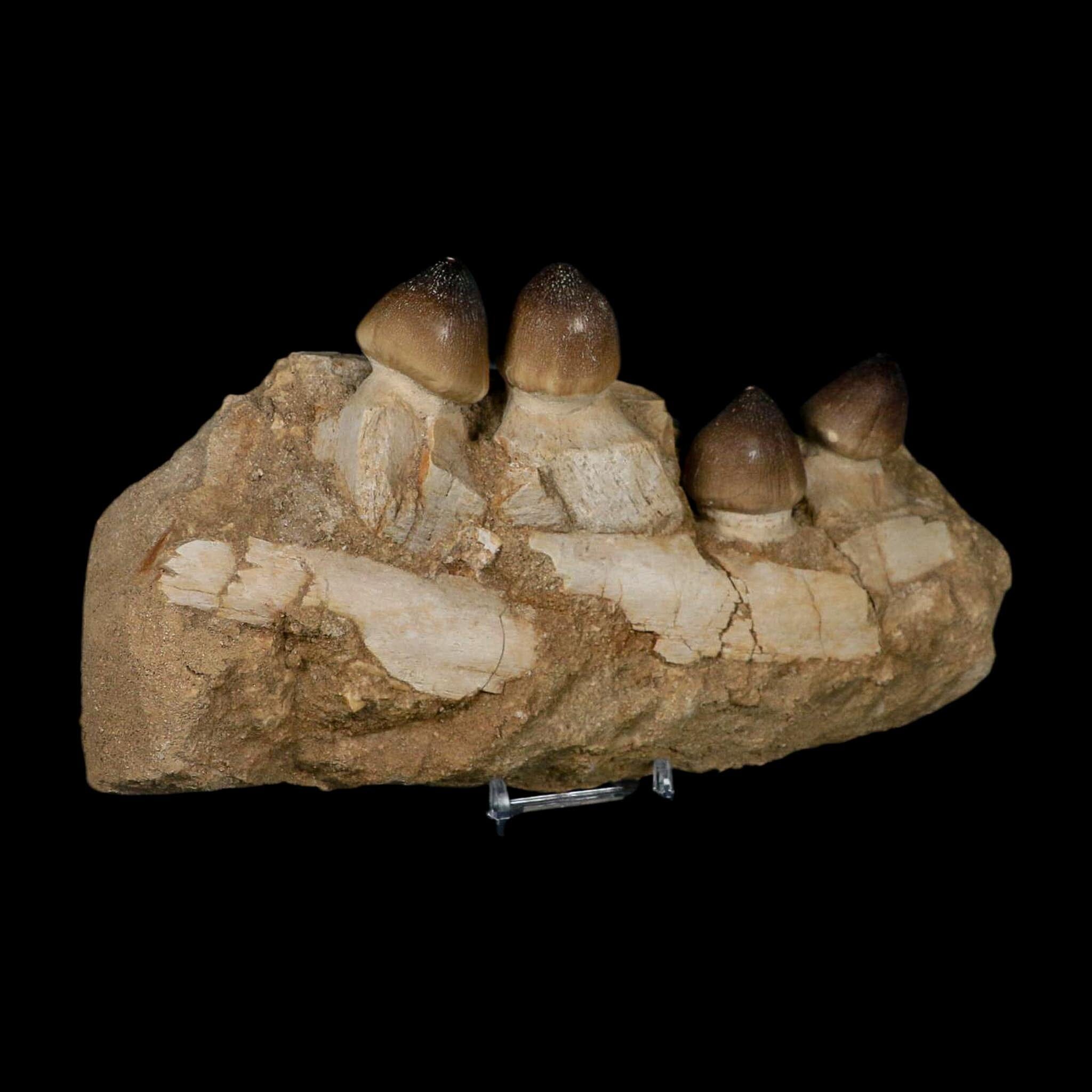 9" Globidens Mosasaur Fossil Tooth Jaw Section Cretaceous Dinosaur Era COA Stand - Fossil Age Minerals